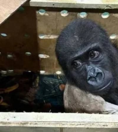 Un bebé gorila traficado fue rescatado en el aeropuerto de Estambul