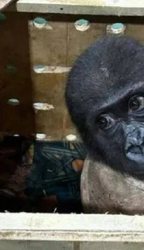 Un bebé gorila traficado fue rescatado en el aeropuerto de Estambul