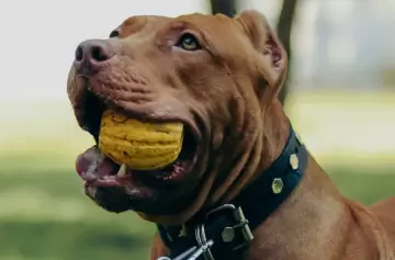 Convulsionó en la calle, su perro pitbull impidió que lo ayudaran y murió