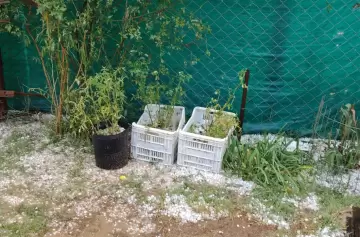 Una intensa granizada sacudió Maipú, Junín y Luján de Cuyo