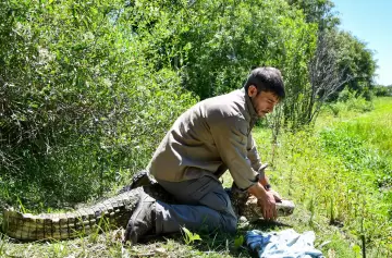 Trasladaron al yacaré overo del Ecoparque de Mendoza
