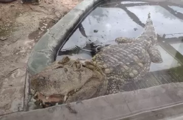 El yacaré overo mendocino fue reinsertado en su entorno natural