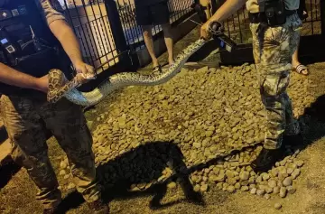 Salió al patio de su casa y se encontró una enorme y espeluznante sorpresa