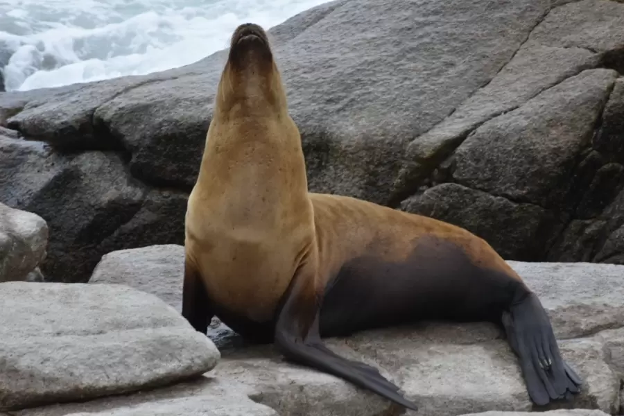 Lobos marinos de un pelo, una de las curiosidades del lugar. (Foto: web)