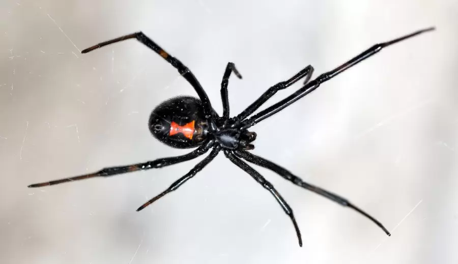 La peligrosa viuda negra