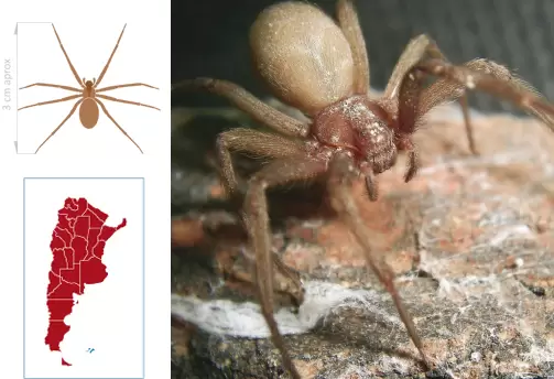 La araña parda de peligroso veneno