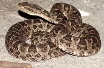 Cómo prevenir y actuar ante picaduras de arañas y serpientes venenosas