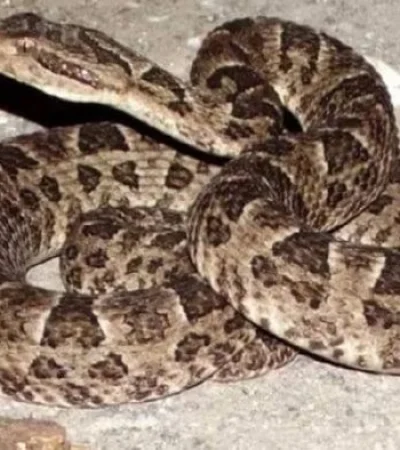 Yarará, agresiva y peligrosa   /