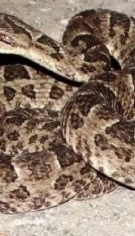 Yarará, agresiva y peligrosa   /