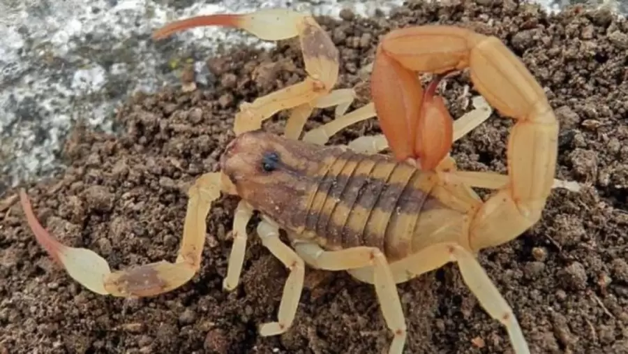 Escorpión de peligroso veneno