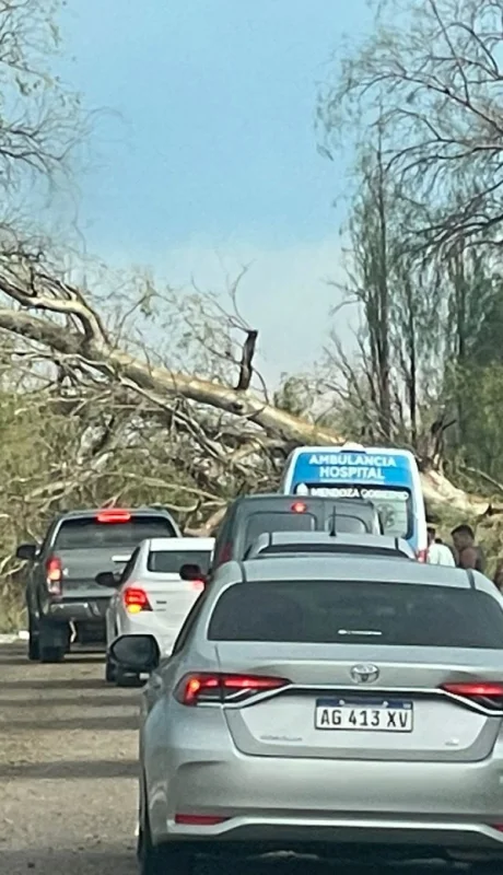 La alerta por tormentas y ráfagas de viento fuerte advierte a los ciudadanos ante posibles caídas de árboles.