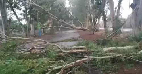 En la Paz cayeron varios arboles