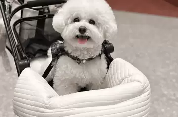 El negocio de los cochecitos para perros revoluciona Corea del Sur