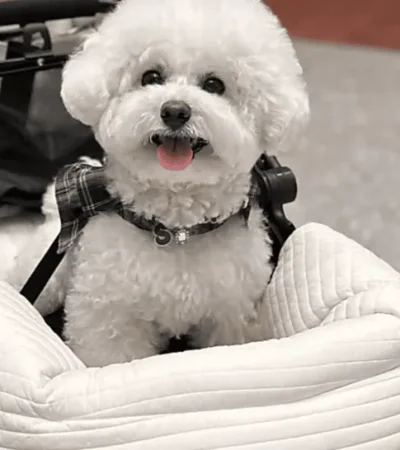 Perros en cochecito.