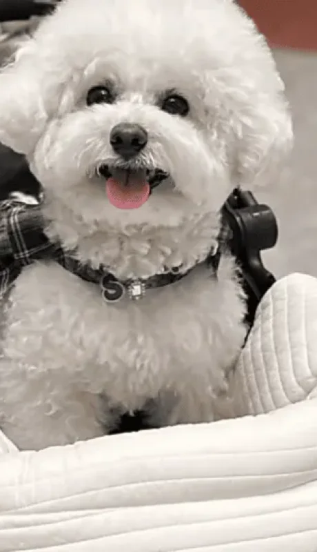 Perros en cochecito.