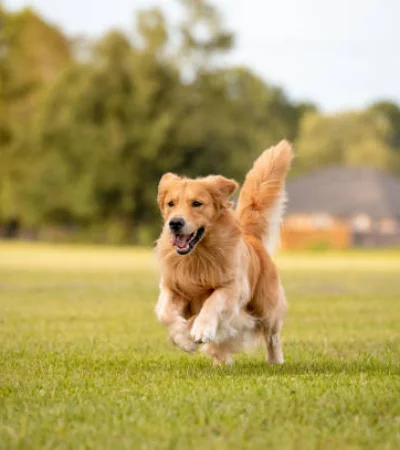 ¿Qué perro eres según tu mes de nacimiento?