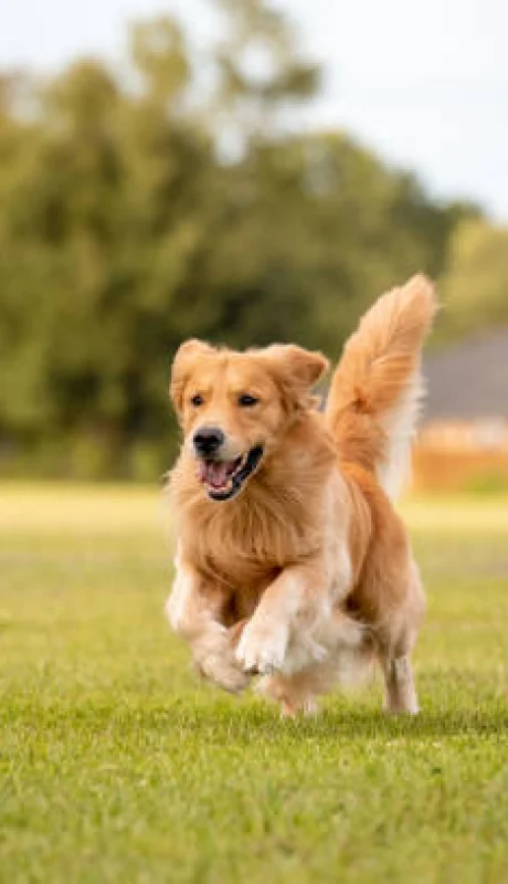 ¿Qué perro eres según tu mes de nacimiento?