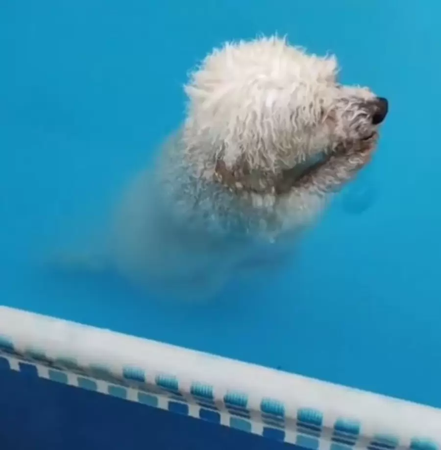 Cortito pidiendo perdón