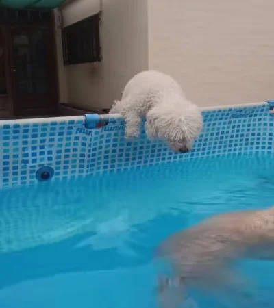 Cortito, el caniche que conquista las redes con un tierno pedido de perdón