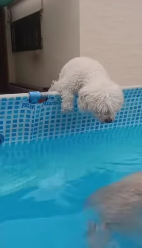 Cortito, el caniche que conquista las redes con un tierno pedido de perdón