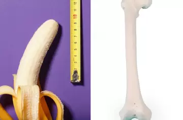 El misterio del hueso peneano: ¿por qué los hombres no lo tienen?