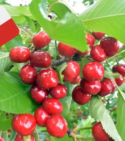 Cerezas importadas desde Chile.