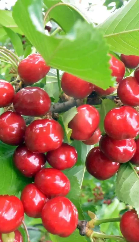 Cerezas importadas desde Chile.