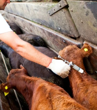 Argentina refuerza controles ante el foco de fiebre aftosa en Alemania/