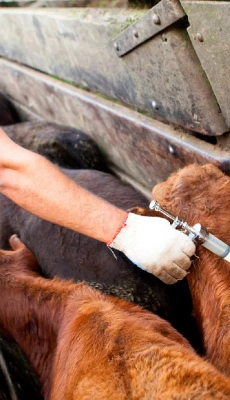 Argentina refuerza controles ante el foco de fiebre aftosa en Alemania/