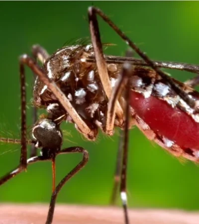 Alarma controlada: el dengue muestra cifras más bajas que el año pasado