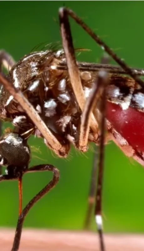 Alarma controlada: el dengue muestra cifras más bajas que el año pasado