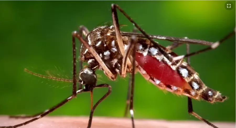 Dengue