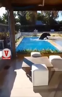 Toro se cayó en una pileta.