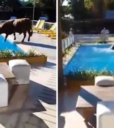 Se escapó un toro de un campo y se tiró a la pileta de un complejo turístico.