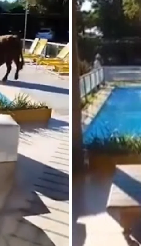 Se escapó un toro de un campo y se tiró a la pileta de un complejo turístico.