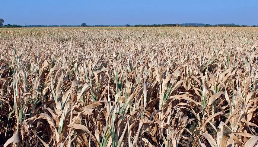 En el campo se perdieron US$ 20.000 millones por la sequía de 2023.