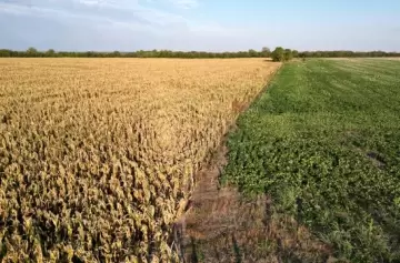 Ola de calor: en el campo no llueve hace un mes y están en riesgo los cultivos