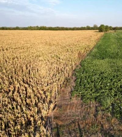 Si no llueve pronto, el campo podría perder mucho potencial de rendimiento.
