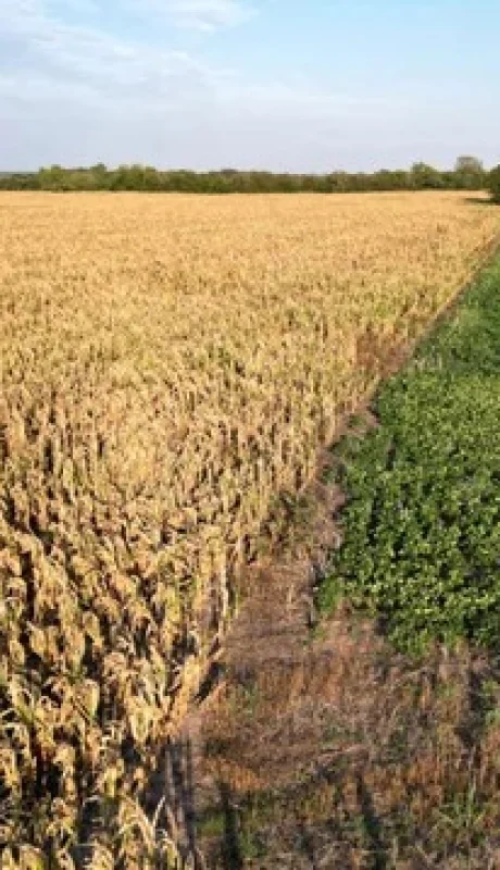 Si no llueve pronto, el campo podría perder mucho potencial de rendimiento.