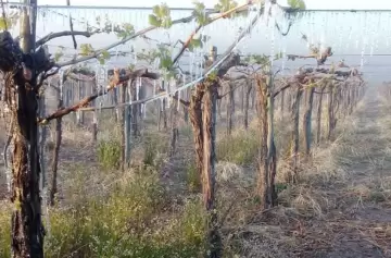 Crisis productiva en Cuyo: entre el granizo y la presión fiscal