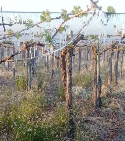 Producción mendocina.