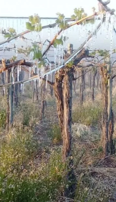 Producción mendocina.