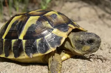 Consejos ante la ola de calor por tus animales de compañía