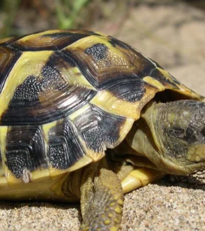 Animales como las tortugas no son muy aconsejables como animales de compañía, sin embargo, se las puede cuidar de los golpes de calor.