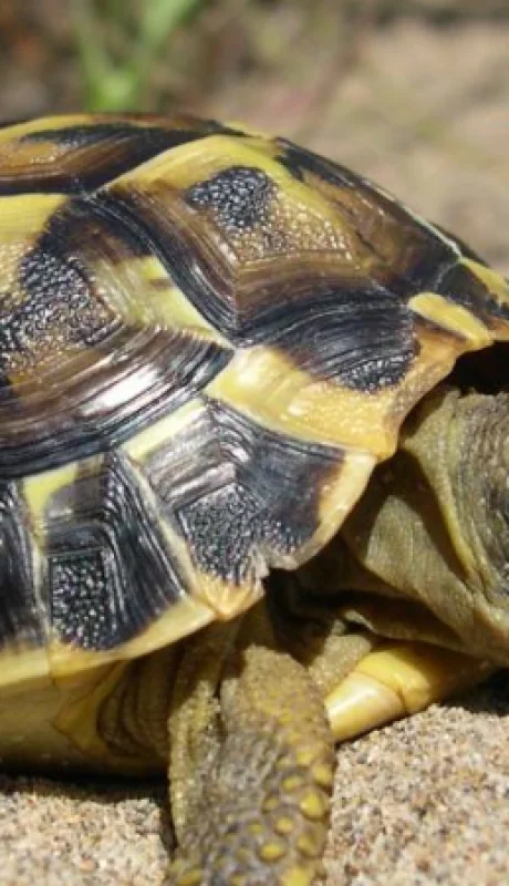 Animales como las tortugas no son muy aconsejables como animales de compañía, sin embargo, se las puede cuidar de los golpes de calor.