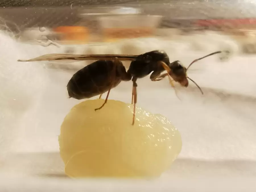 Una hormiga reina. (Foto: archivo web)