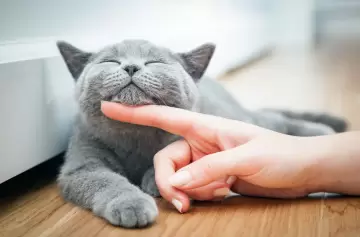 ¿Quieres darle felicidad a tu gato? Estos consejos te ayudarán a darle una vida plena
