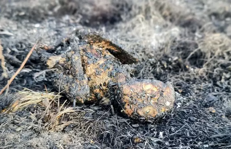 El pobre animalito quedó totalmente calcinado. (Foto: web)