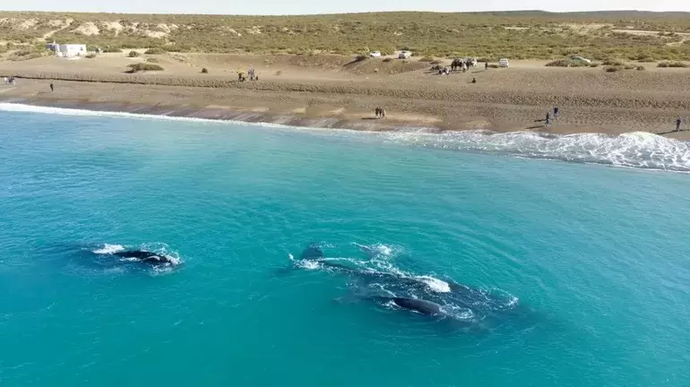 En El Doradillo los turistas pueden disfrutar de las ballenas francas australes acercándose a la costa.