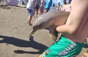 ¡Indignante! Delfín bebé murió tras ser sacado del agua por turistas
